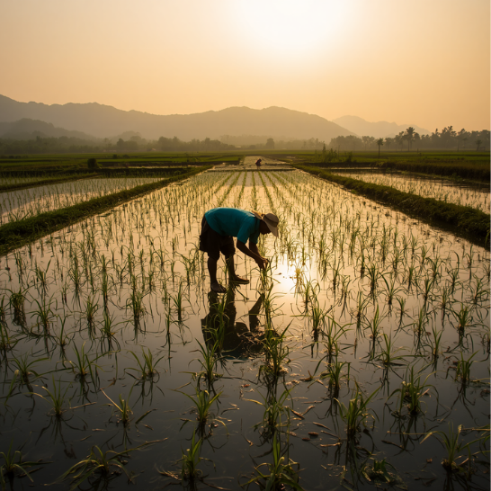 Fertilizers (3)